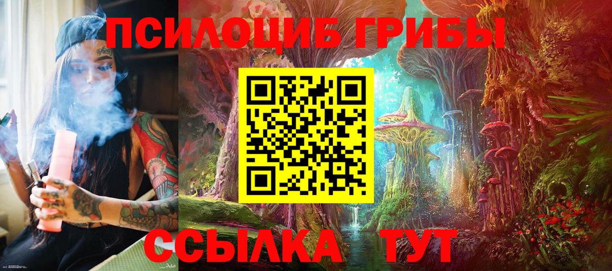 Псилоцибиновые грибы Psilocybe Мончегорск